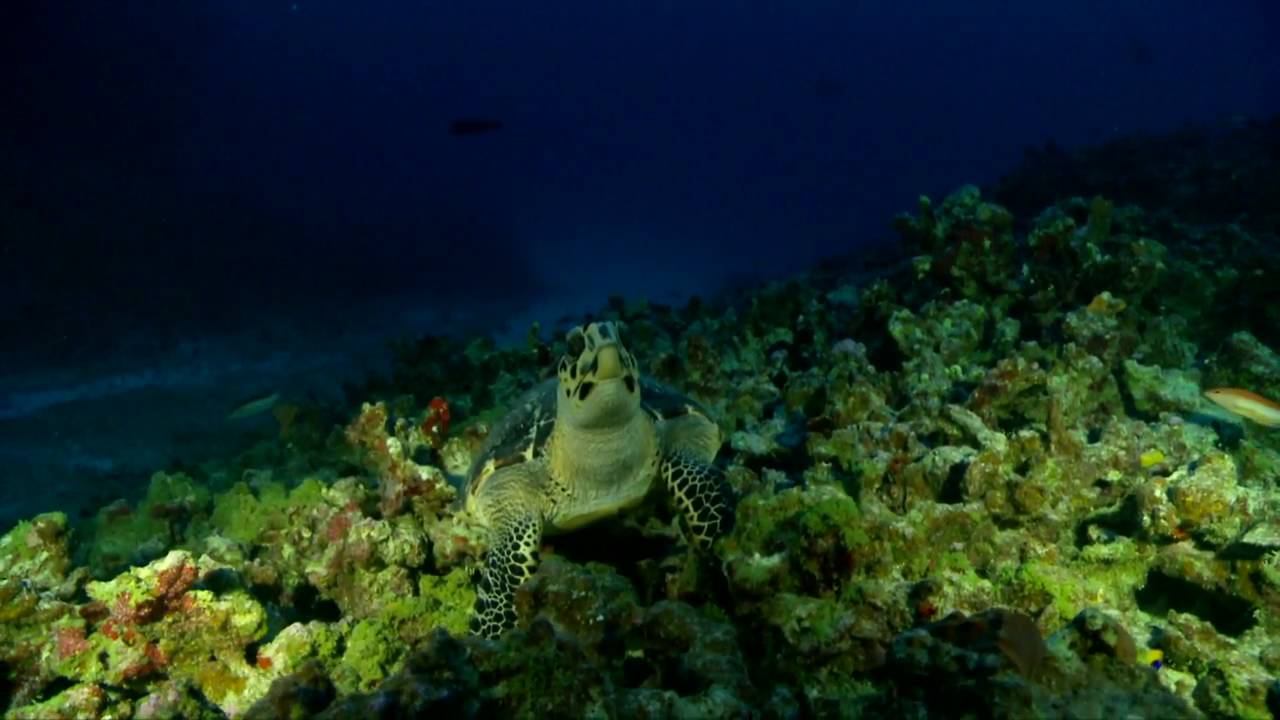 Brazil Deep Sea Mount Diving Expedition