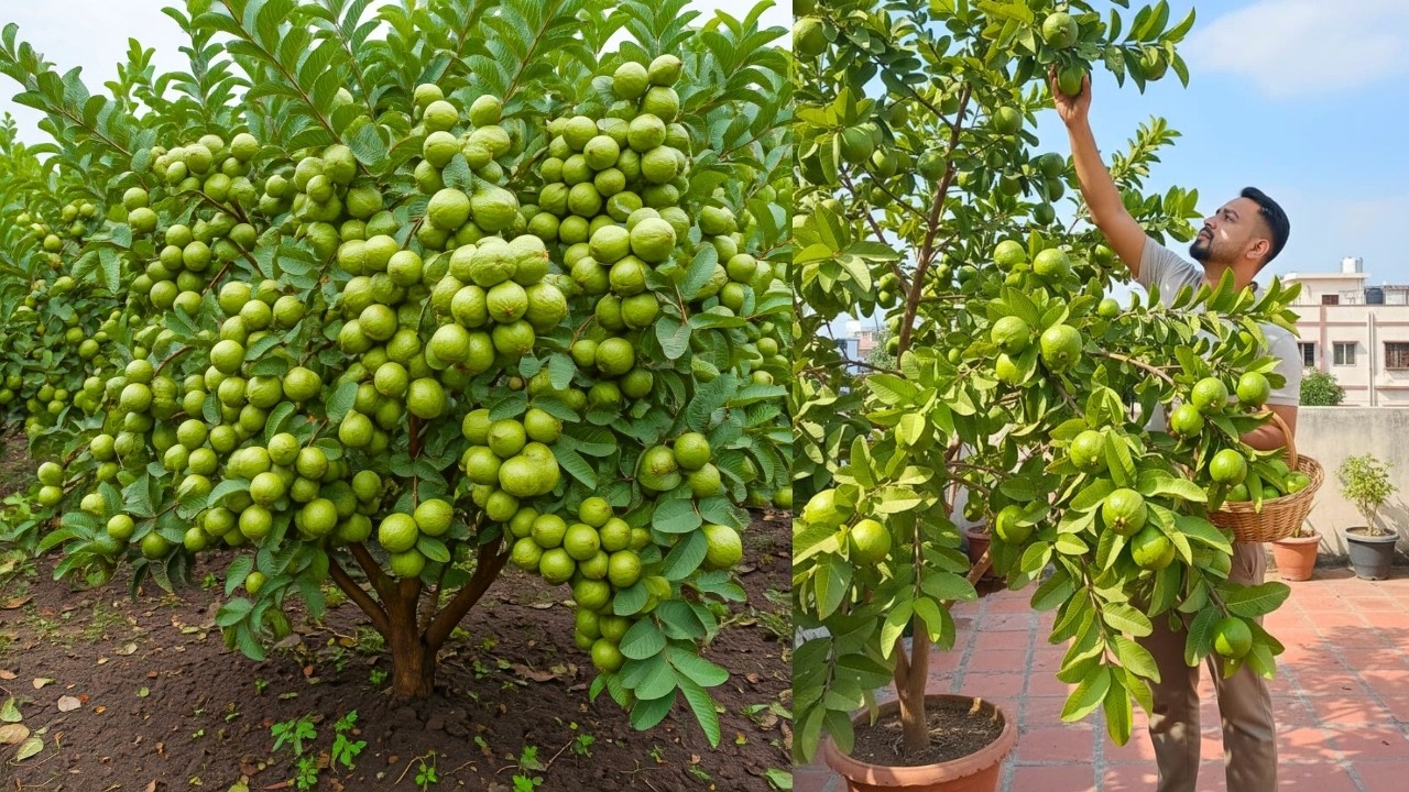 🌿 how to grow guava tree from  cutting