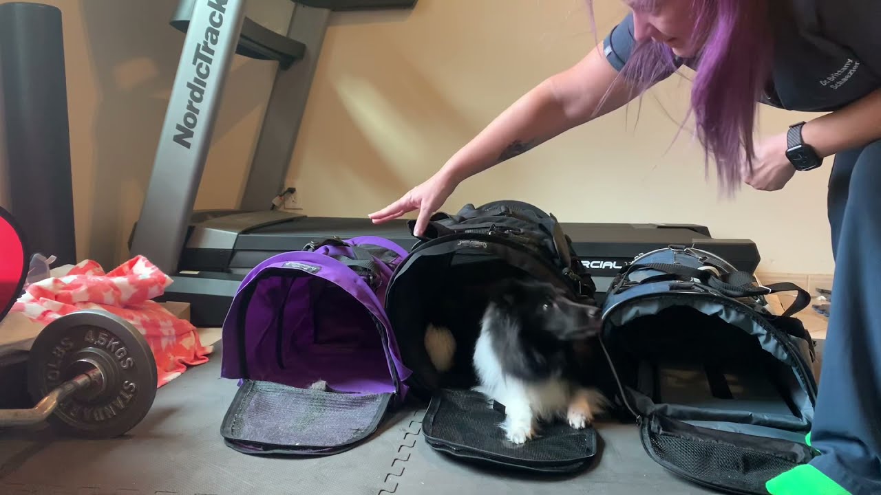 Flying with dogs—comparison of different bags