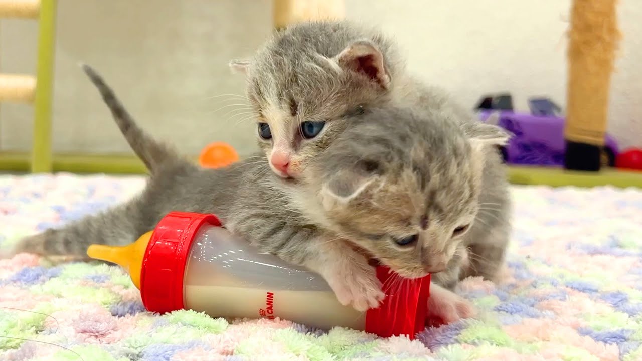 Котята жадно набрасываются на бутылку с молоком