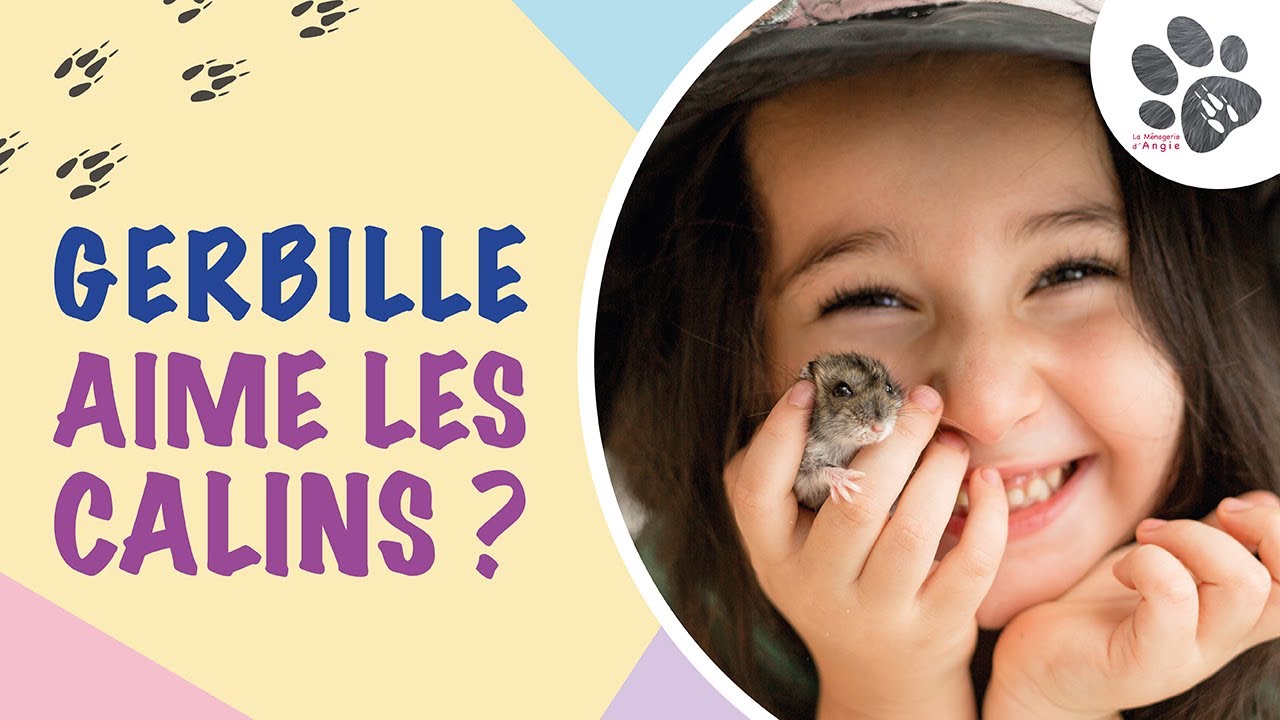La Gerbille Aime t-elle Les C&acirc;lins et Caresses ? Apprivoisement Rongeur - La M&eacute;nagerie d'Angie