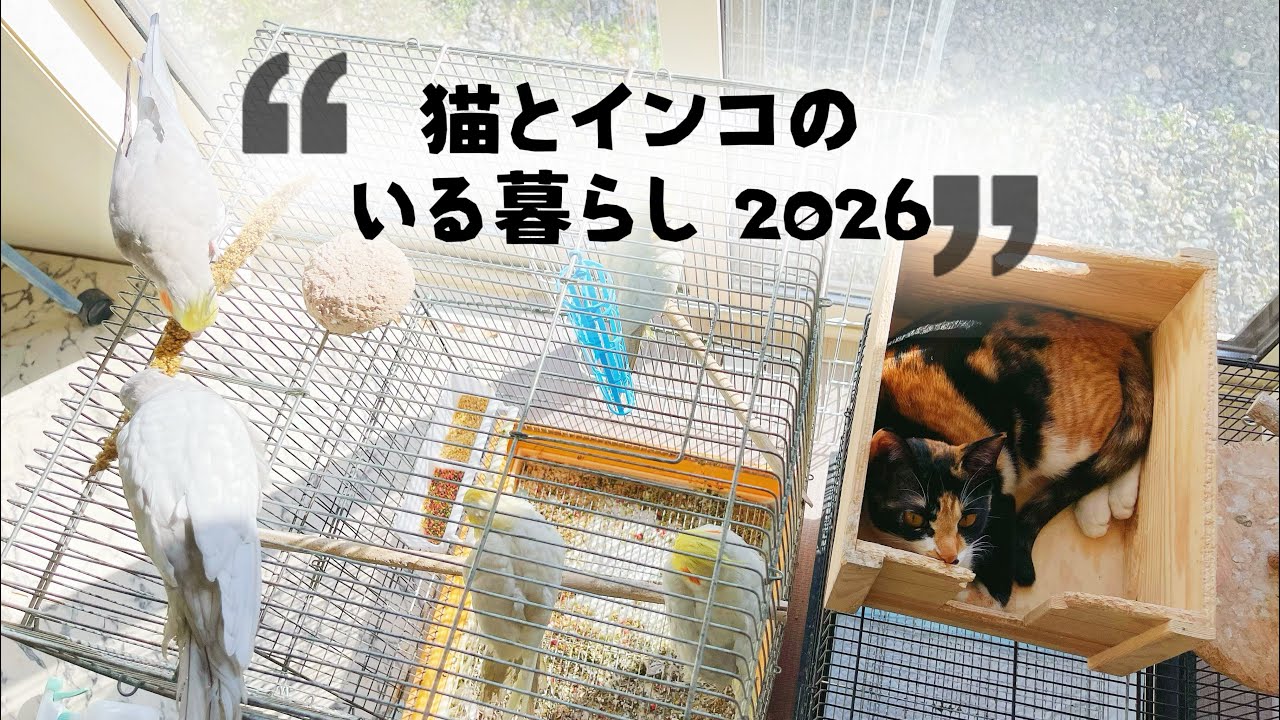 【オカメインコと猫の日常】ほのぼの田舎暮らし。インコは食べ物じゃにゃぃ！( ΦωΦ )お利口さんな三毛猫と、掃除中に邪魔ばかりするかまってちゃんなオカメインコ