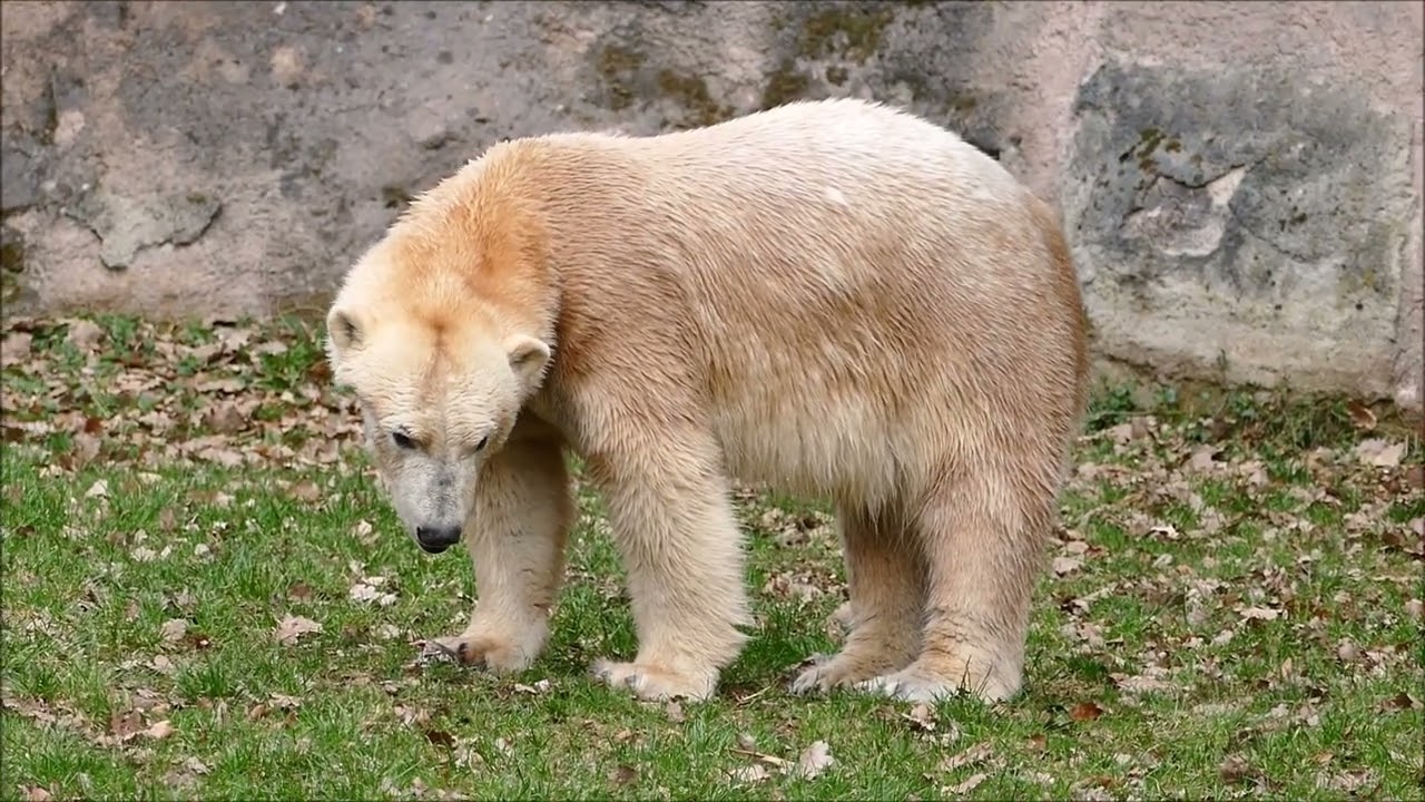 DAS Eisbären-TRIO ELVA & FINJA & NANA - Tiergarten Nürnberg - 14.03.2025