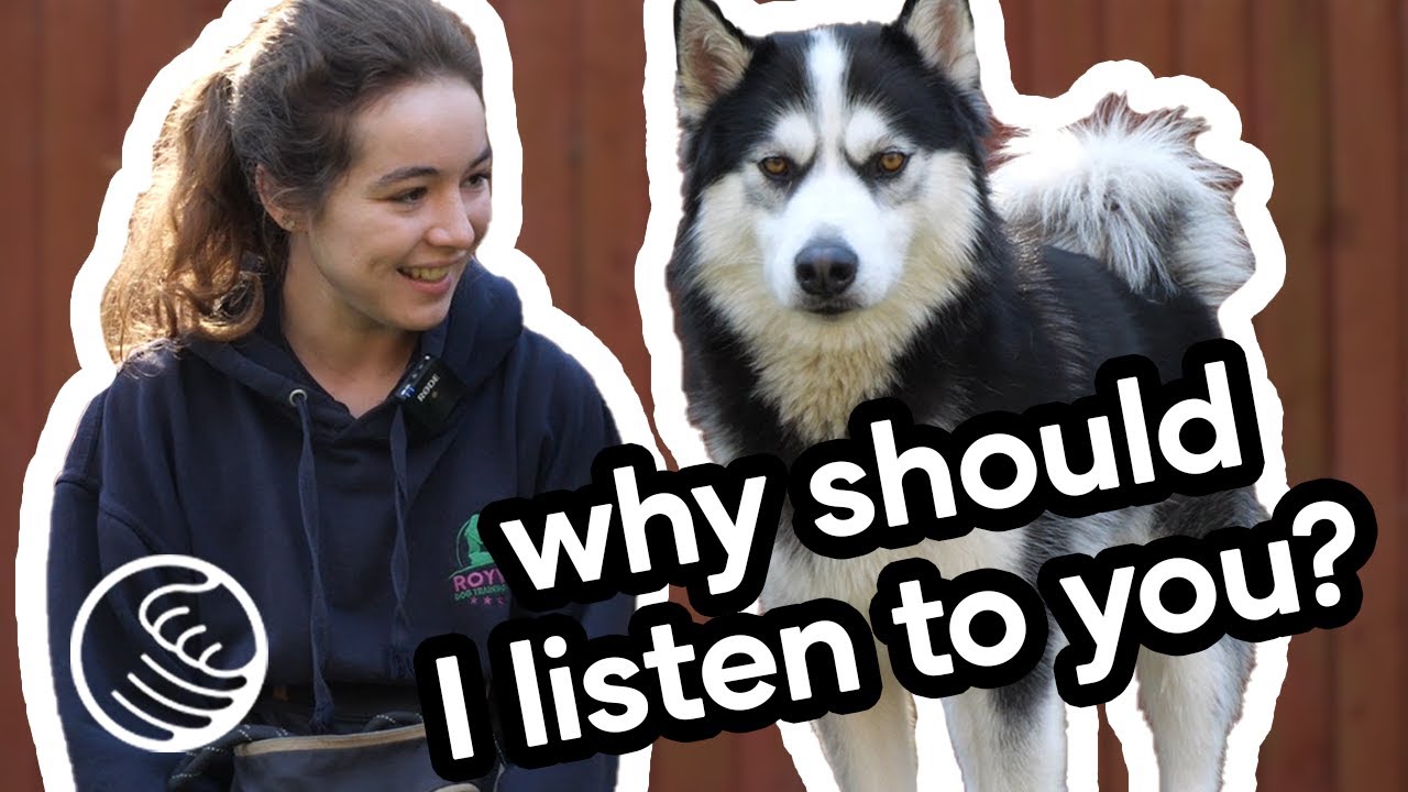 How to Engage with an Aloof Dog