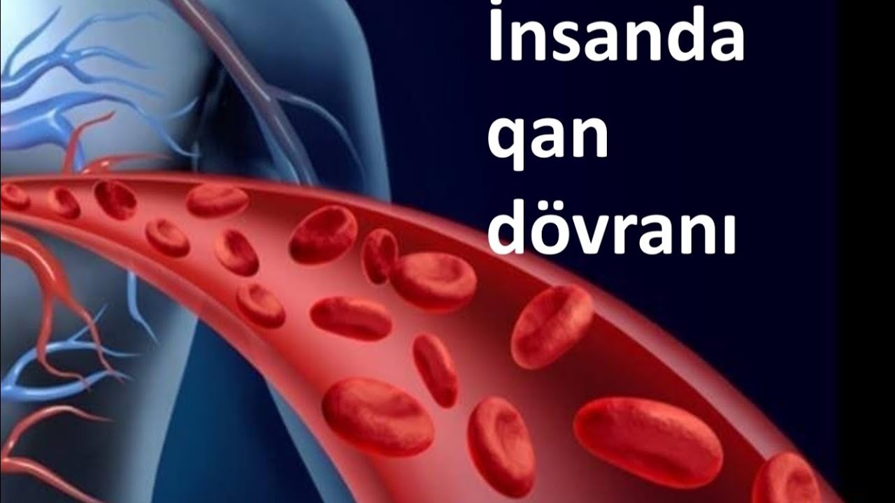 İnsanda qan dövranı.Qanın damarlarda hərəkəti.🙂