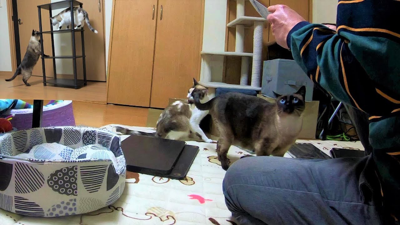 組立作業をすると必ずこのようになるシャム猫＆ペポ猫姉妹😂