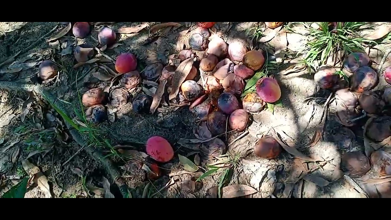 11 de janeiro de 2026