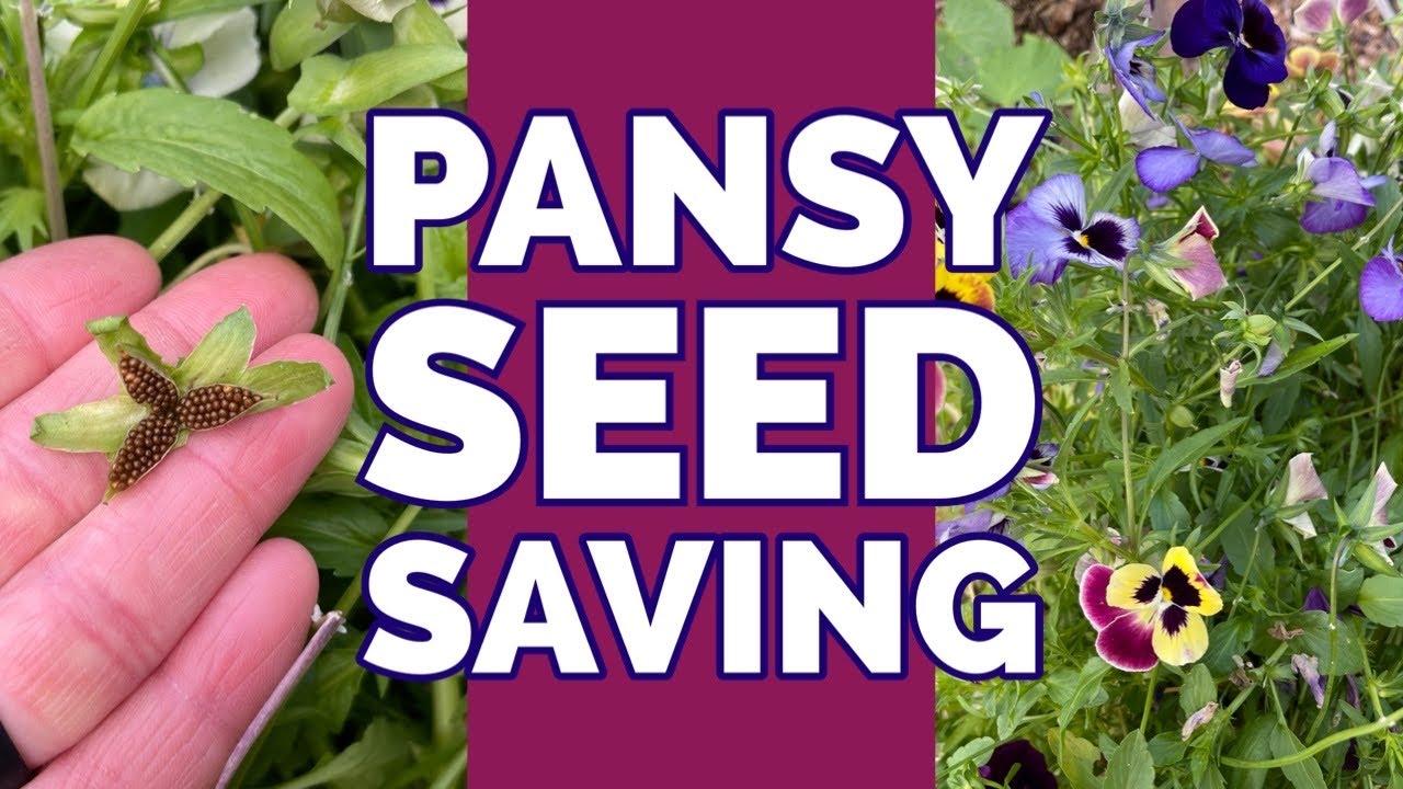 How to save Pansy seed