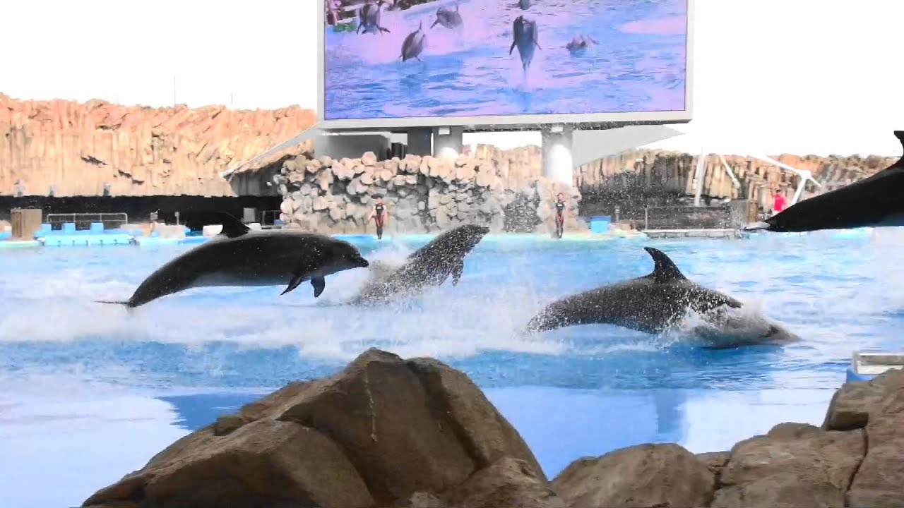 【完全版】イルカ・パフォーマンス & スプラッシュ　名古屋港水族館　２０１５年９月５日
