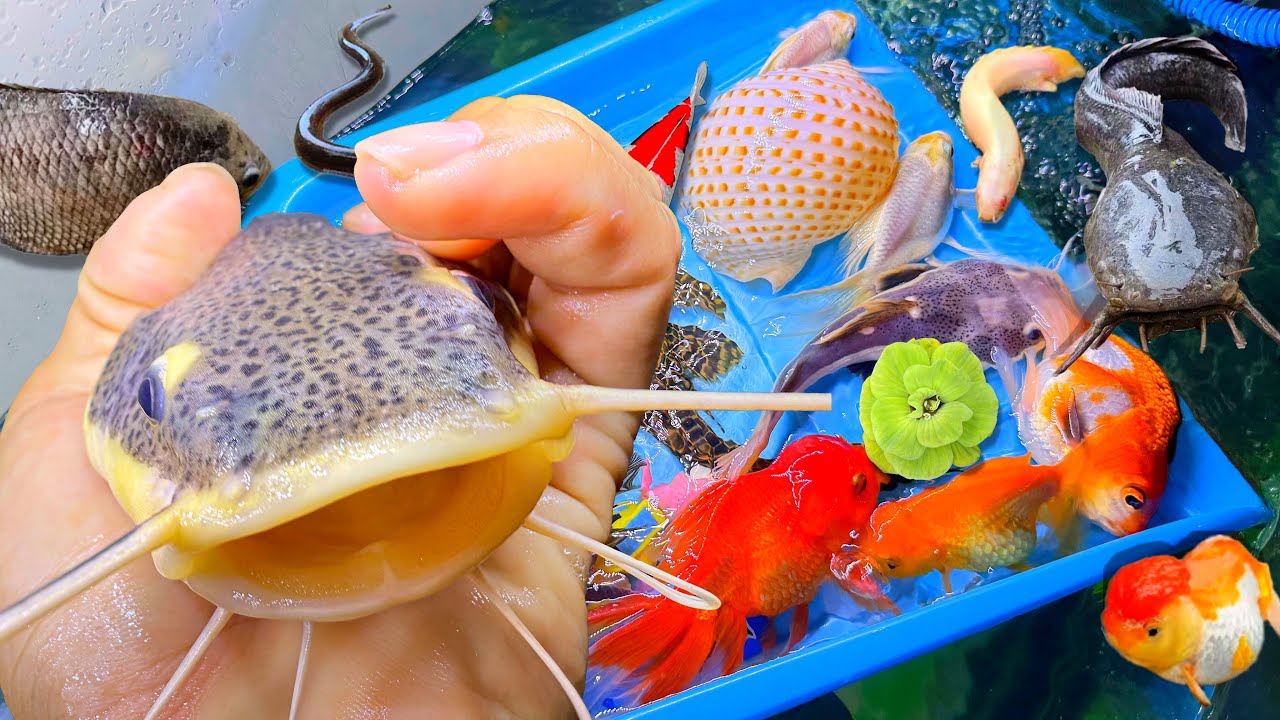 Night Catching Goldfish Colorful Ranchu Carp, Aquarium Fish, Koi, Small Turtles, Big Catfish, Guppie