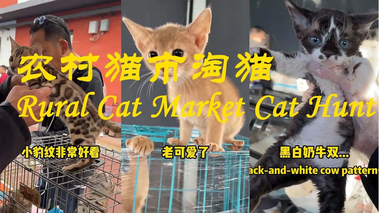 农村猫市淘猫【Rural Cat Market Cat Hunt】