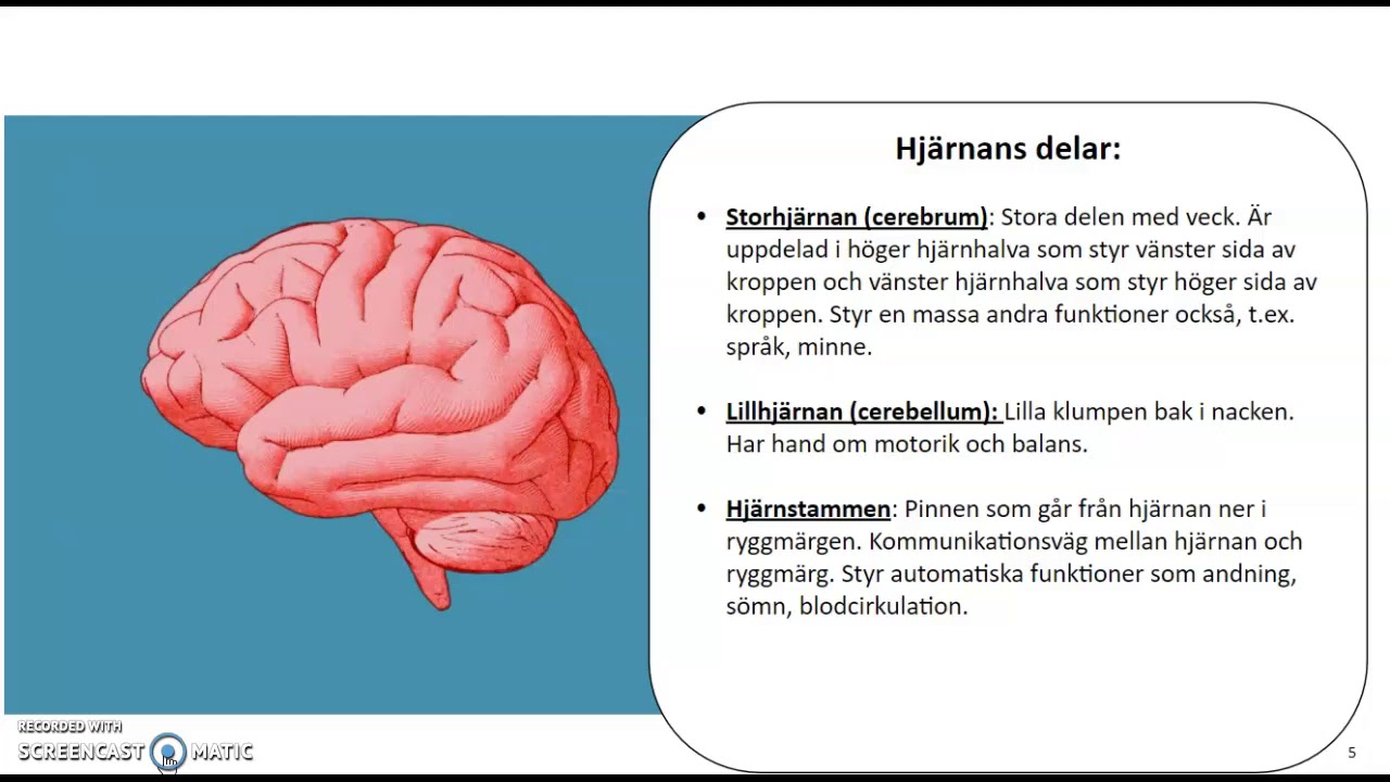 Biologisk psykologi - del 1