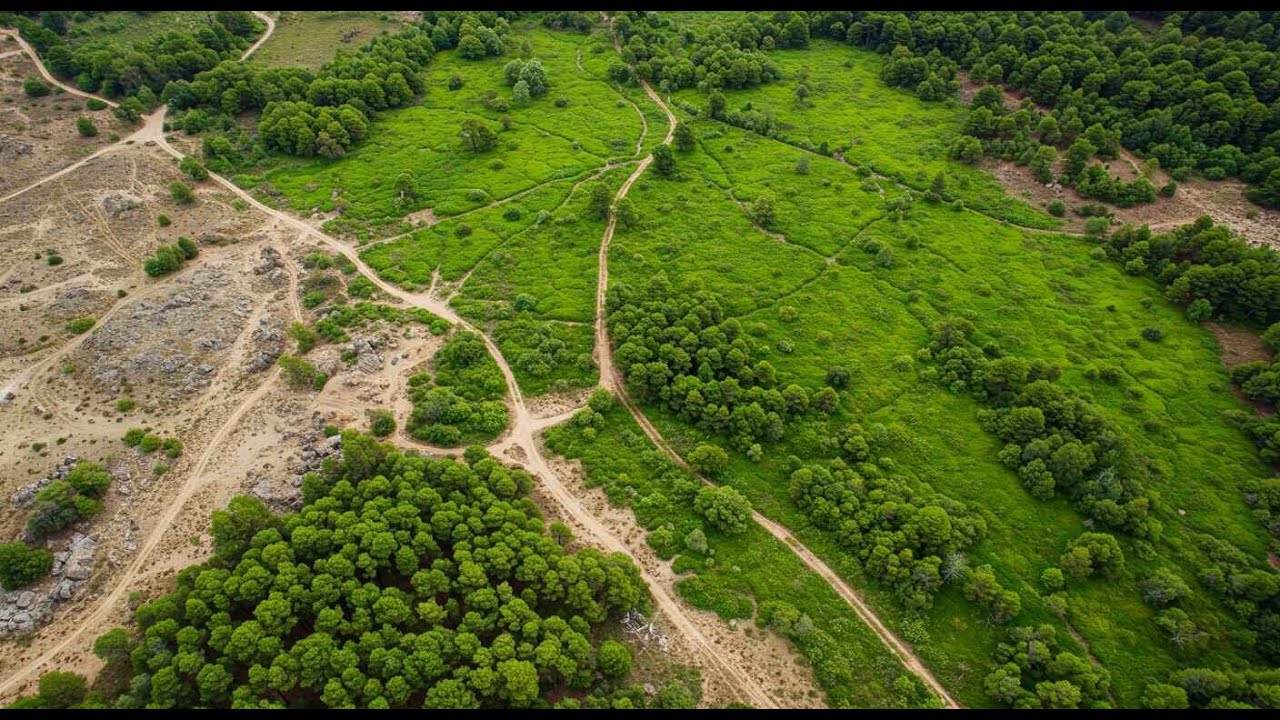 Barren Land into Forests | Punjab Forest Department&rsquo;s Dry Afforestation Success | FW&F, Punjab