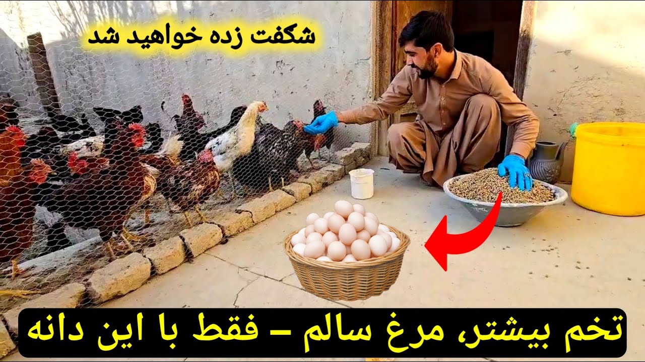 Village Life: Best Feed for Laying Hens  | بهترین دانه برای مرغ‌های تخمی