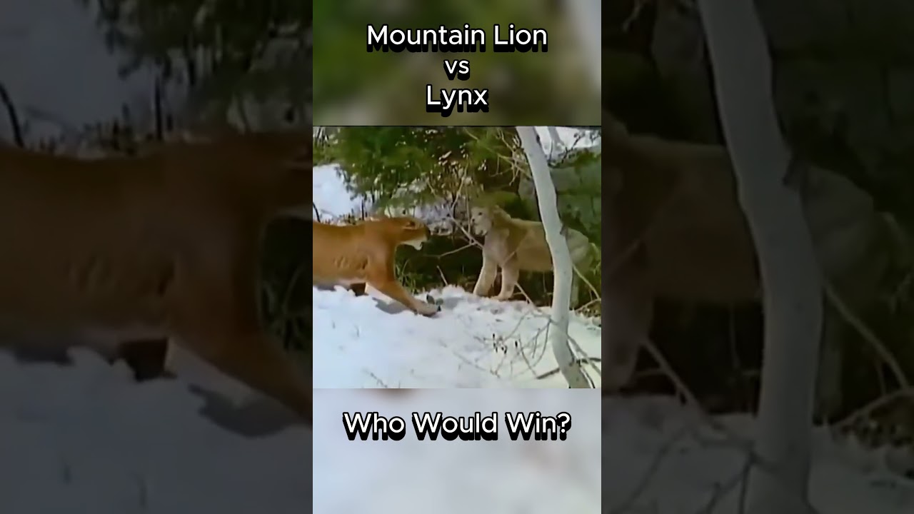 Mountain Lion vs Lynx #cougar #lynx