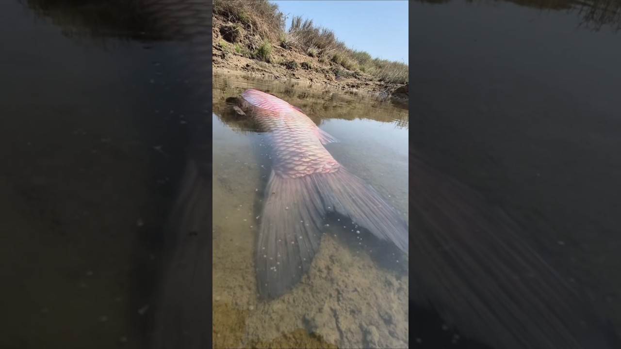 Удивительное видео с ловлей крупного карпа #рыбалка #вирус #рыба #крупнаярыба