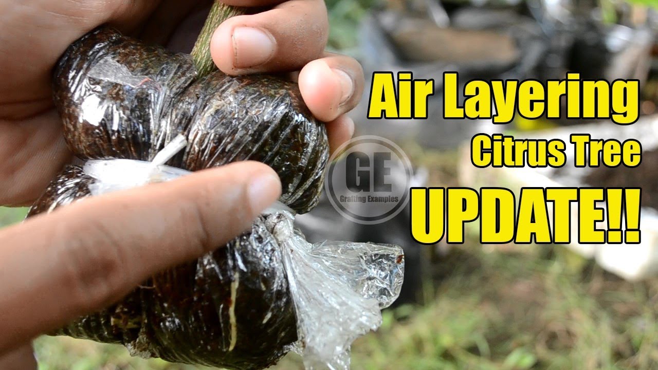 Air Layering Citrus Tree (Marcotting) 100% UPDATE