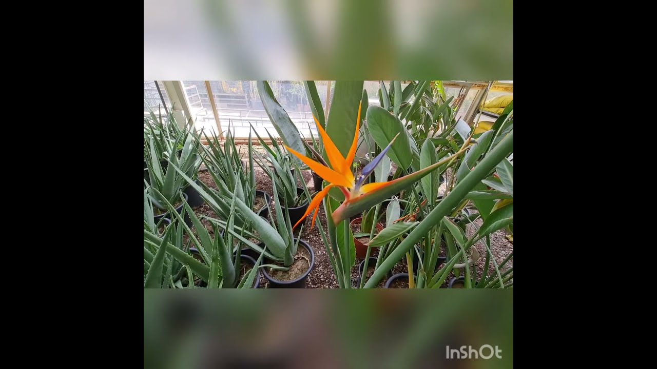 Beutifull plants Nursery visit Kuwait 🇰🇼