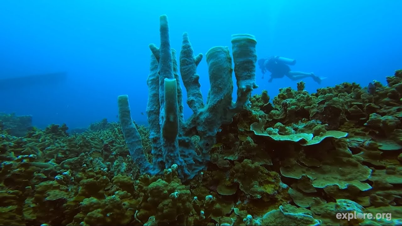 THE CORAL CLASSROOM w/ Palauan Environmentalist, Wayne Andrew, of One Ocean.  Palau Reefs.