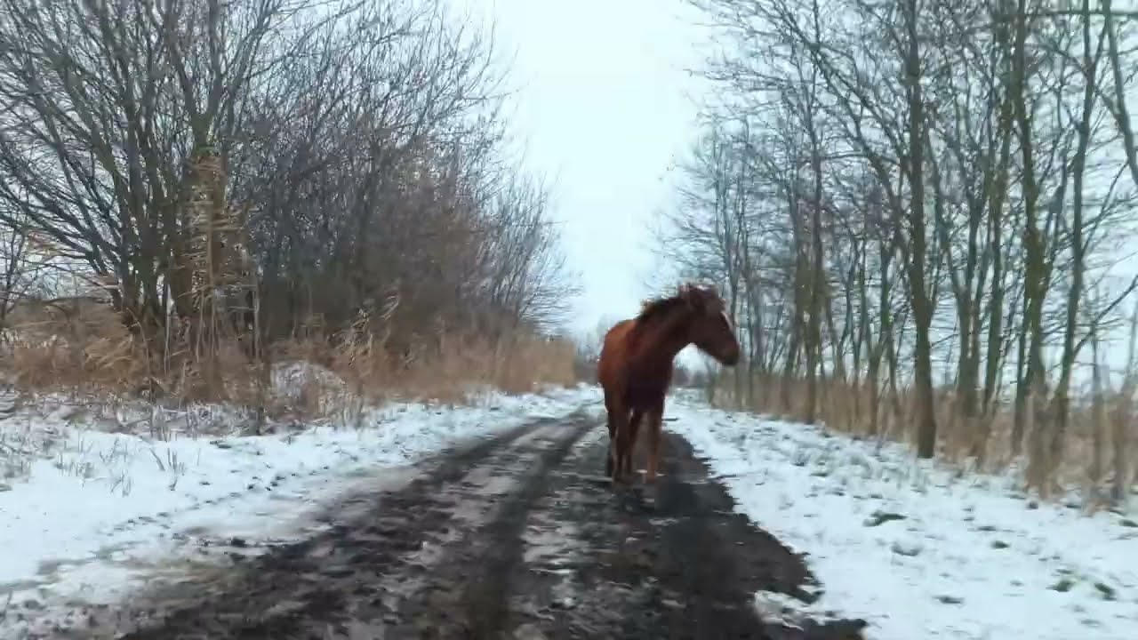 Grown foal 🐴 runs after us along the snowy road / Жеребёнок 🐎 бежит за нами по заснеженной дороге +