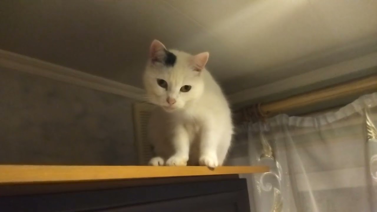 When the Cats Decided to Help Mom and Gathered in the Kitchen