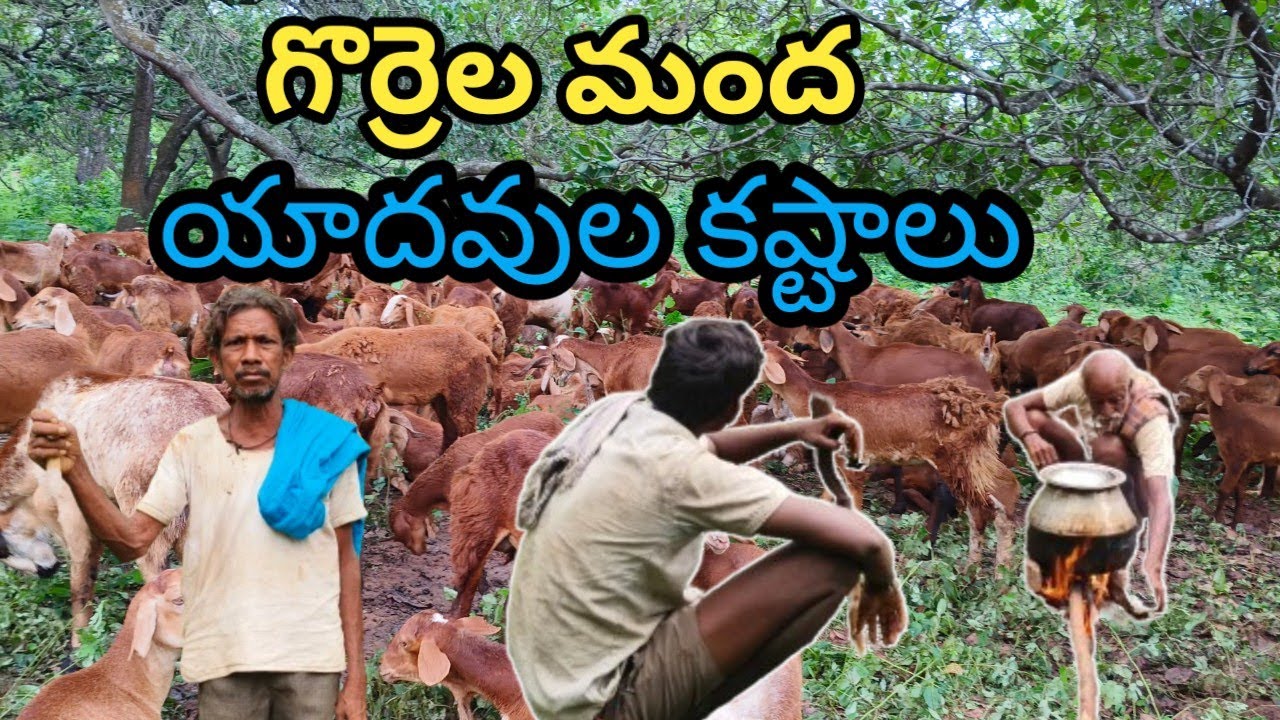 యాదవుల జీవన విధానం||lifes of yadhavas || yadhavas life style# village # poor