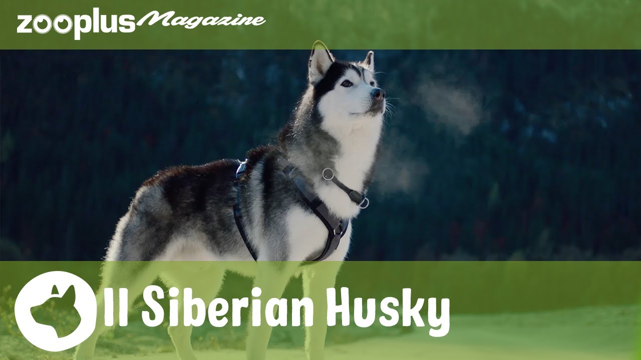 Siberian Husky: un cane per persone esperte | zooplus.it