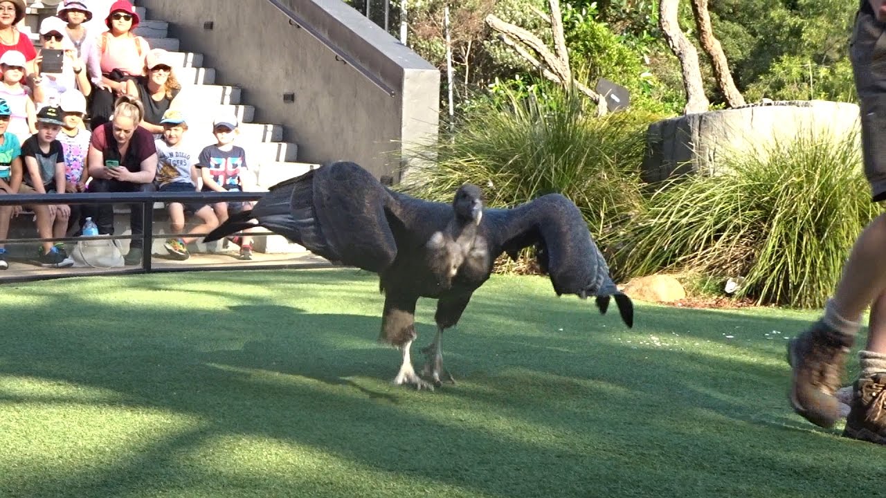 Bird Show - Taronga Zoo | April 2017