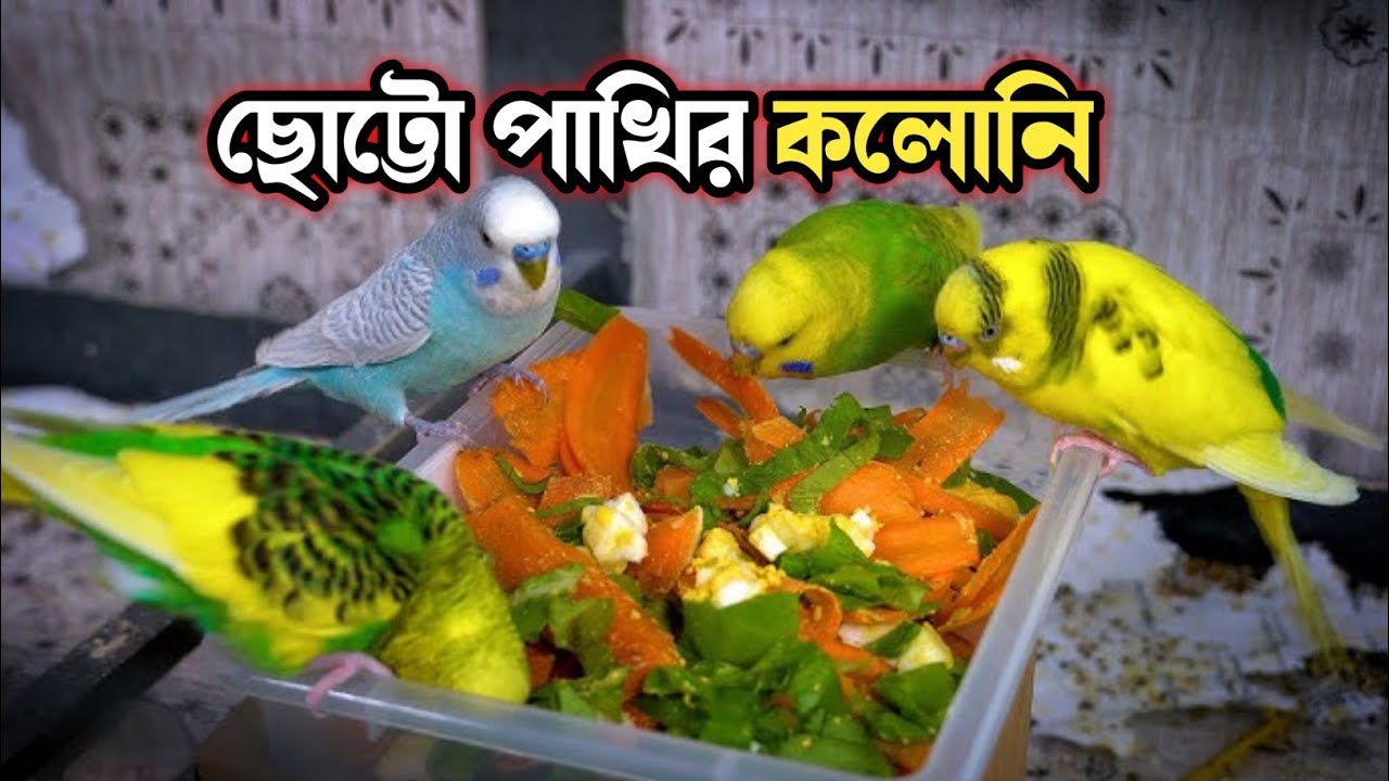 রঙিন বদ্রি পাখির কলোনি | Budgie Bird Colony