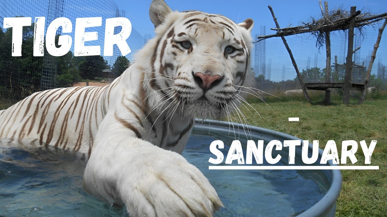 Checking Out This Tiger Sanctuary in Branson