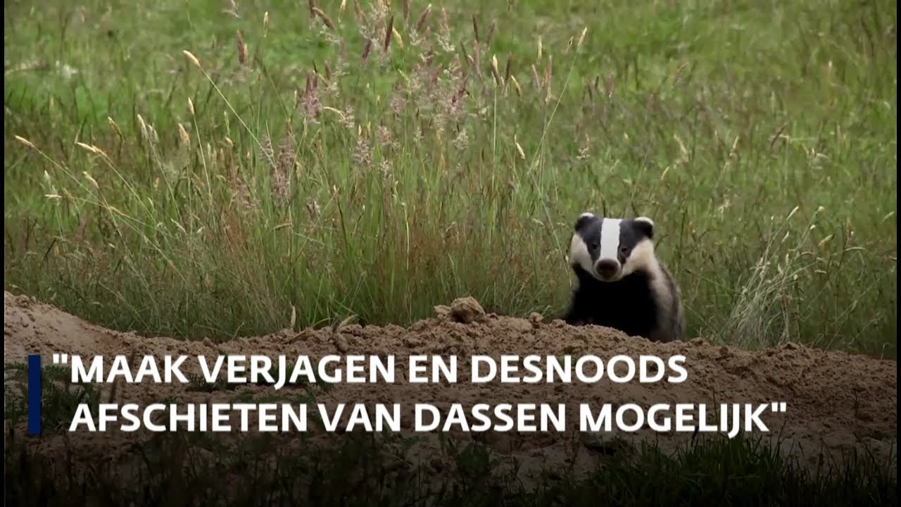 'Maak verjagen en desnoods afschieten van dassen mogelijk'