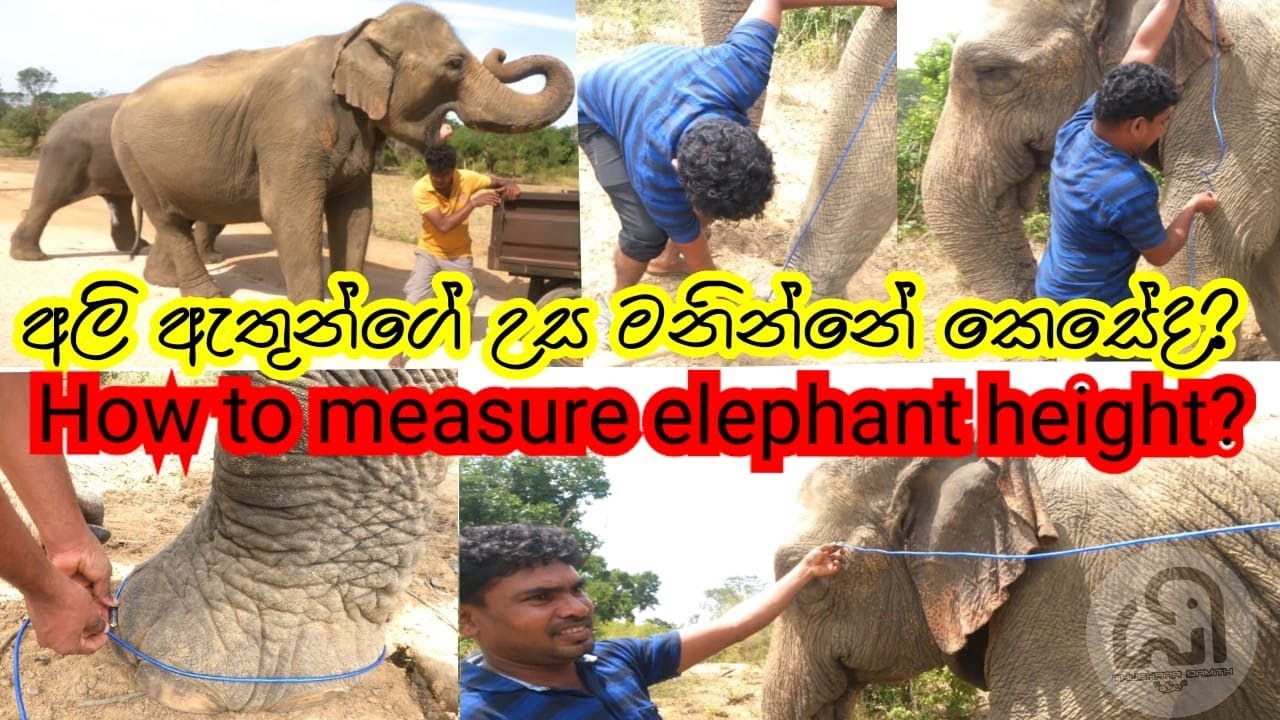 how to measure  height for elephants | thushara vlogs අලියා , #elephant #zoo, barana tusker