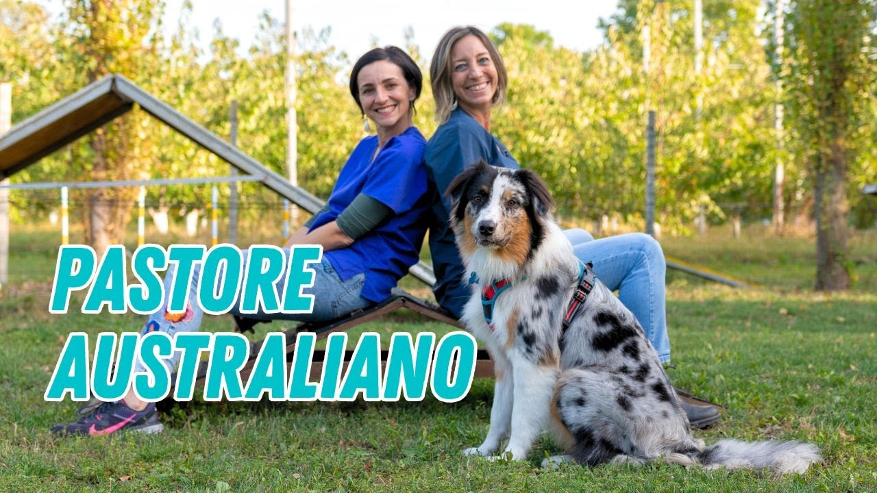 Pastore australiano: tutto quello che devi sapere