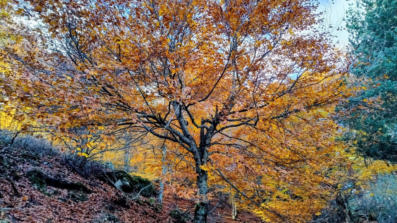 Caminata entre hayas de El Escorial a Guadarrama 