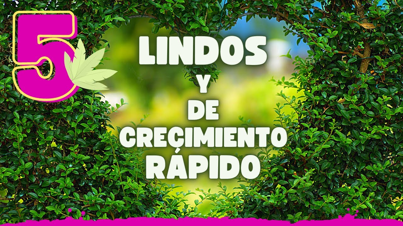 🌸 5 ARBUSTOS que crecen R&Aacute;PIDAMENTE para embellecer tu JARD&Iacute;N ❗❗