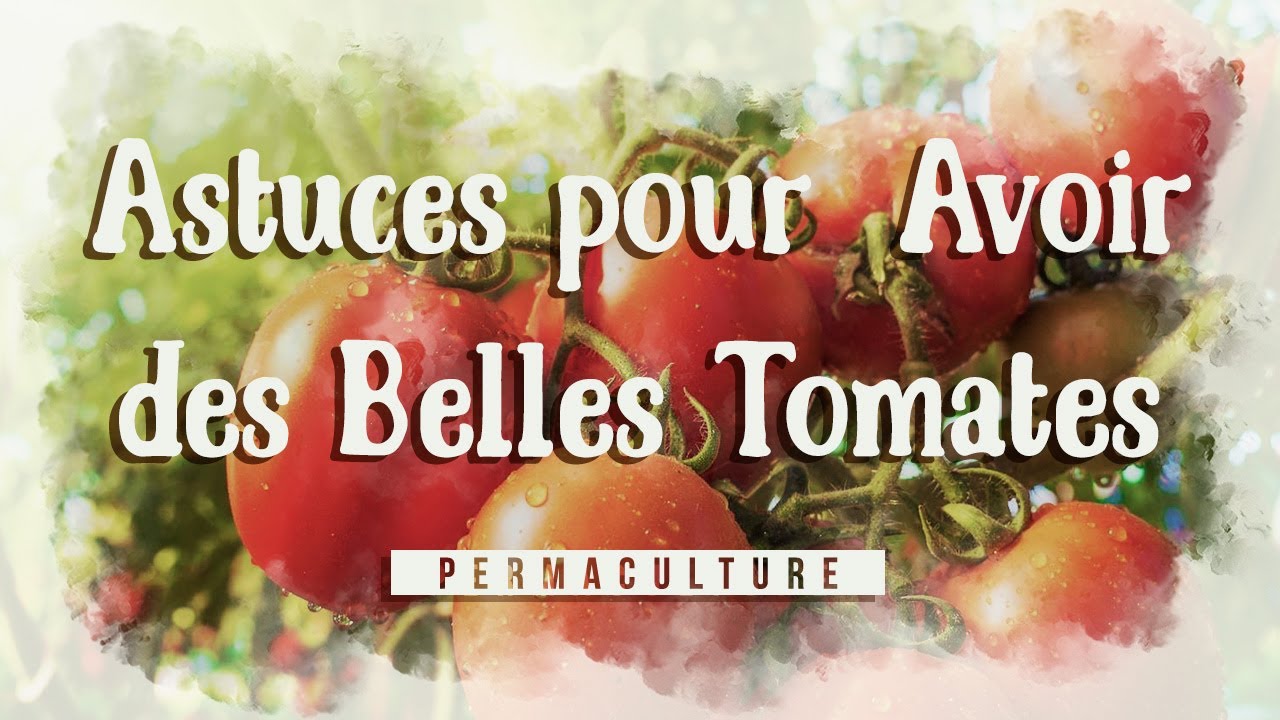 Les astuces FACILES pour avoir de belles tomates toute l'ann&eacute;e...