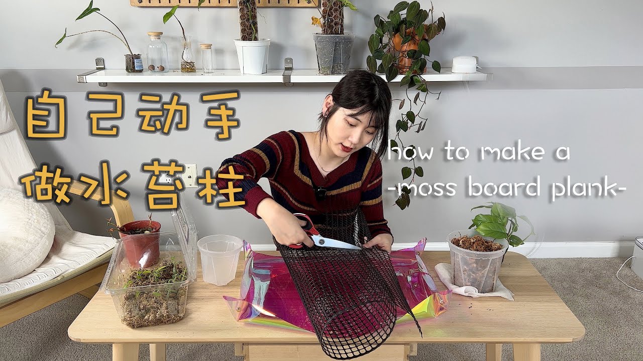 自制水苔柱补充篇｜内含水苔植板制作流程 how to make a moss board plank