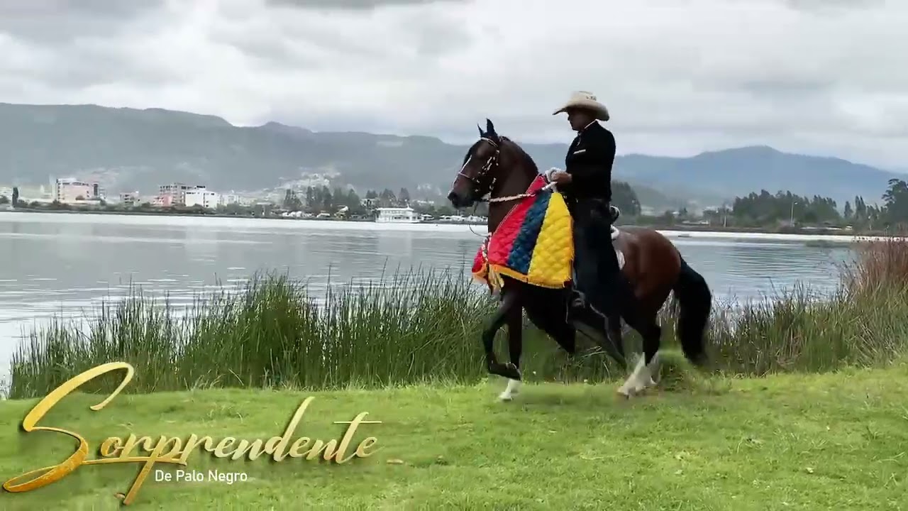 Sorprendente de palo negro trocha pura colombiana