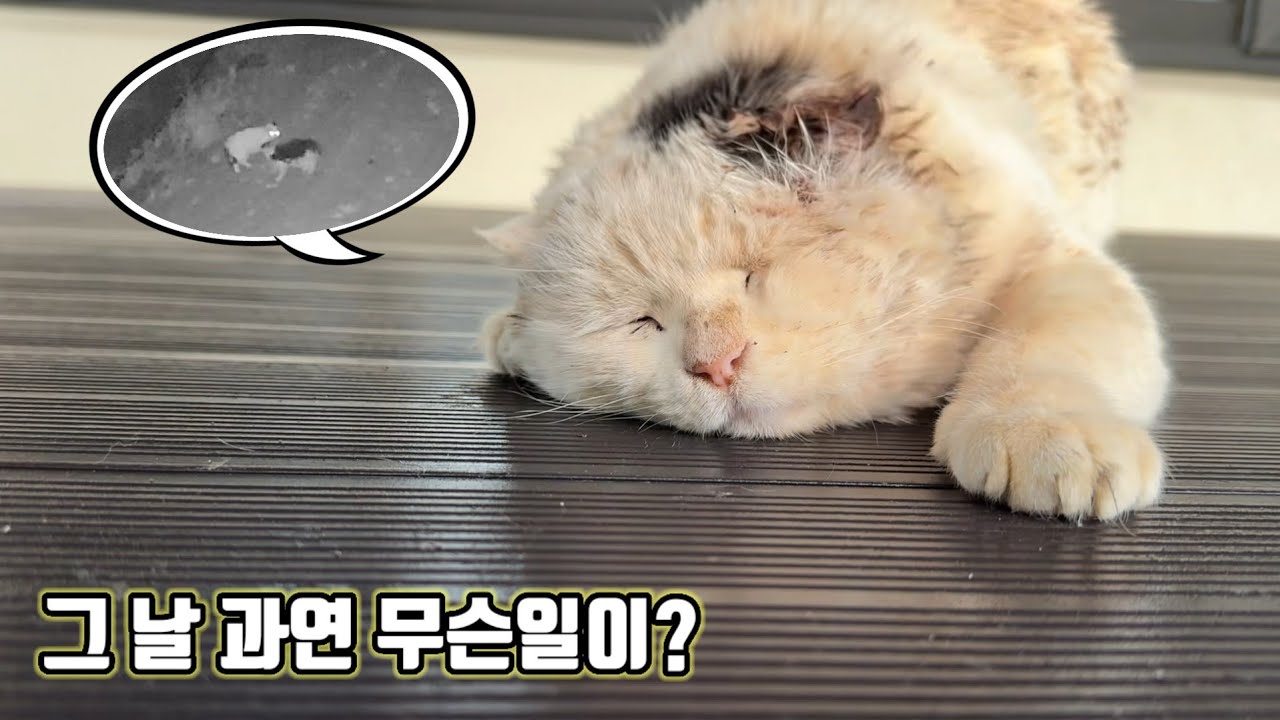길고양이 찬호, 사라졌다.. 그리고 다시 돌아왔다.