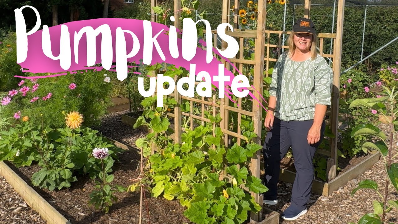 Pumpkin Archway | Problem With Giant Pumpkin?