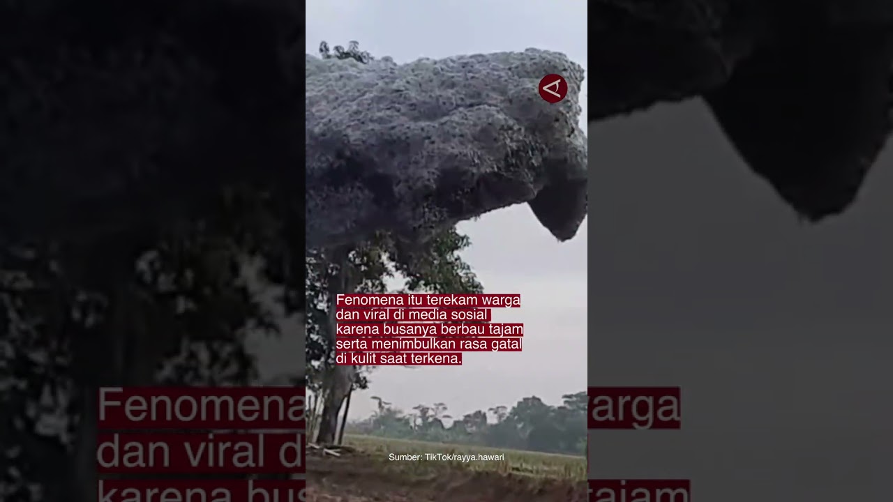 Viral! Busa hitam beterbangan di langit Subang, warga keluhkan bau menyengat