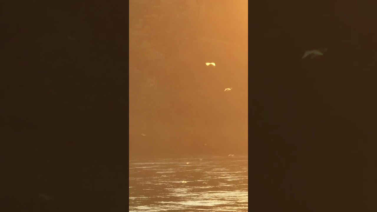 Cât trăiesc efemeridele?