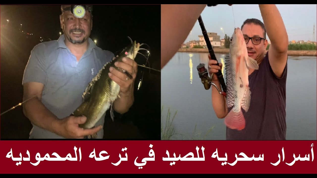 أكبر مجزره سمك في ترعه المحموديه واقوى فيديو صيد على المباشر