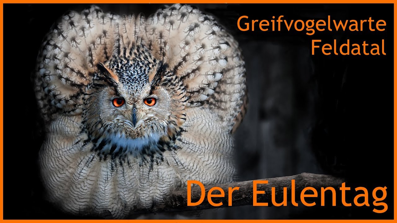 Eulentag - Eulenerlebnis | Greifvogelwarte Feldatal