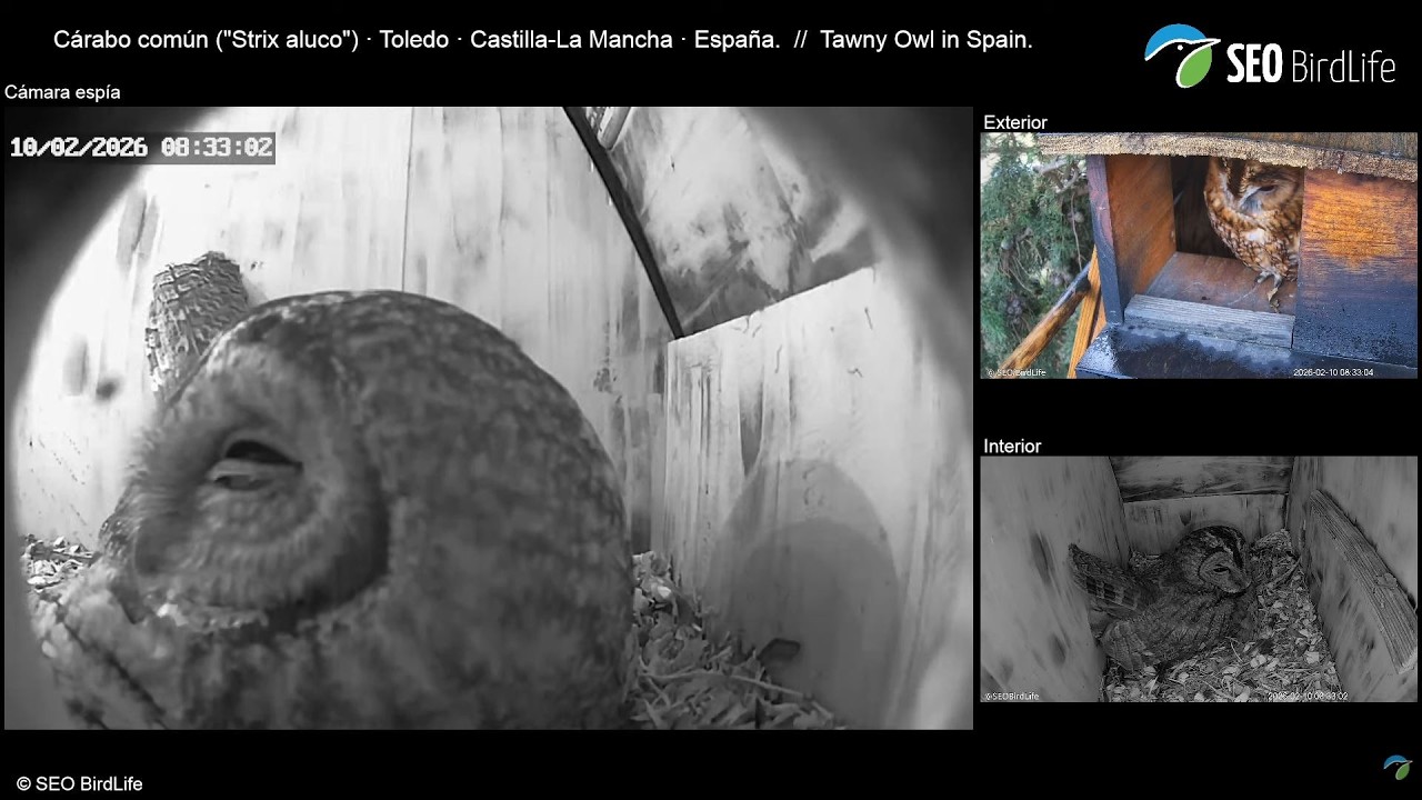 🔴DIRECTO Cárabo común 🦉 [MULTICÁMARA] 🔴LIVE Tawny Owls in Spain 🦉. Toledo, Castilla-La Mancha.