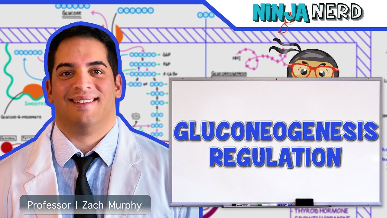 Metabolism | Regulation of Gluconeogenesis