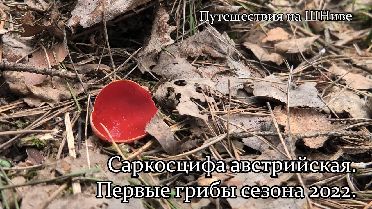 Саркосцифа австрийская (Sarcoscypha austriaca). Открываем грибной сезон 2022.