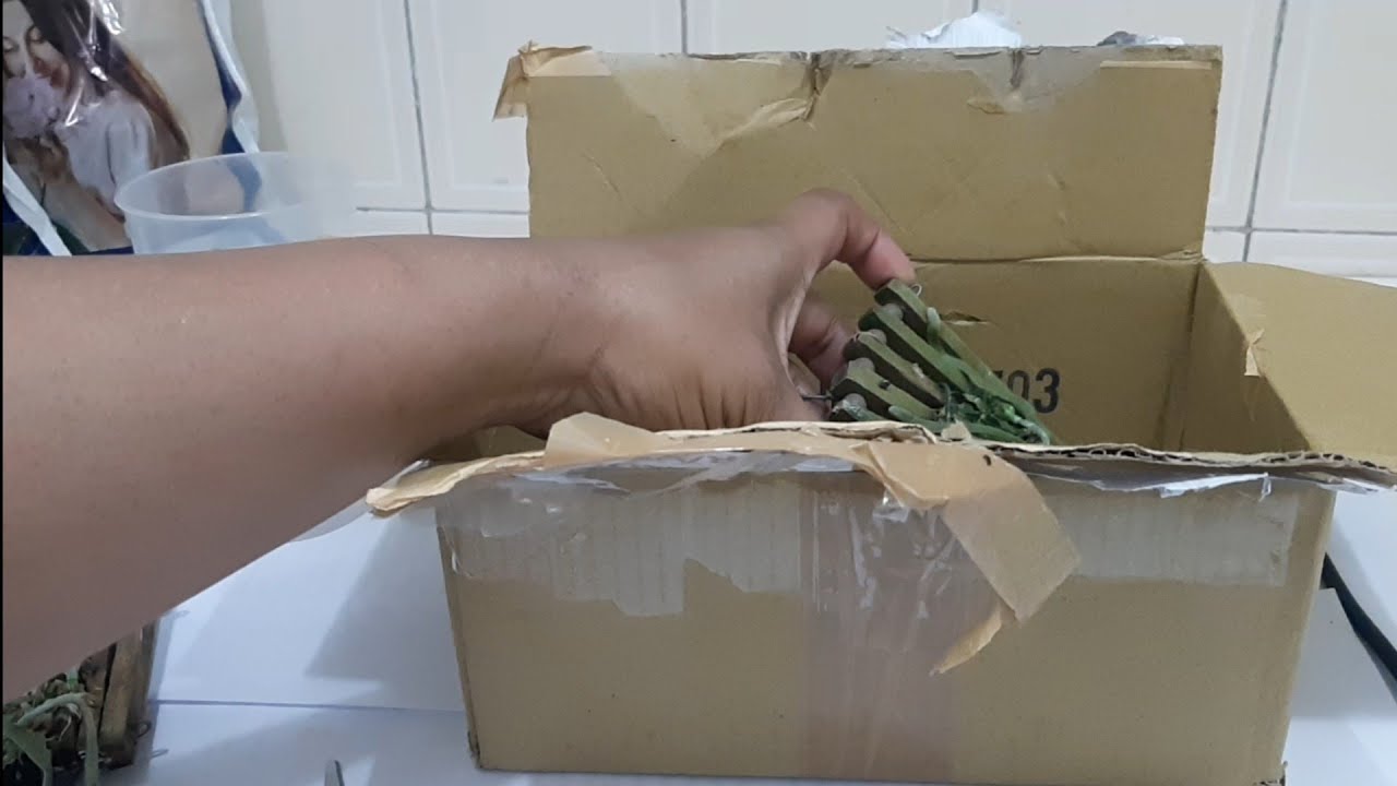 Comprei duas Phalaenopsis especiais! Venham ver quais são!