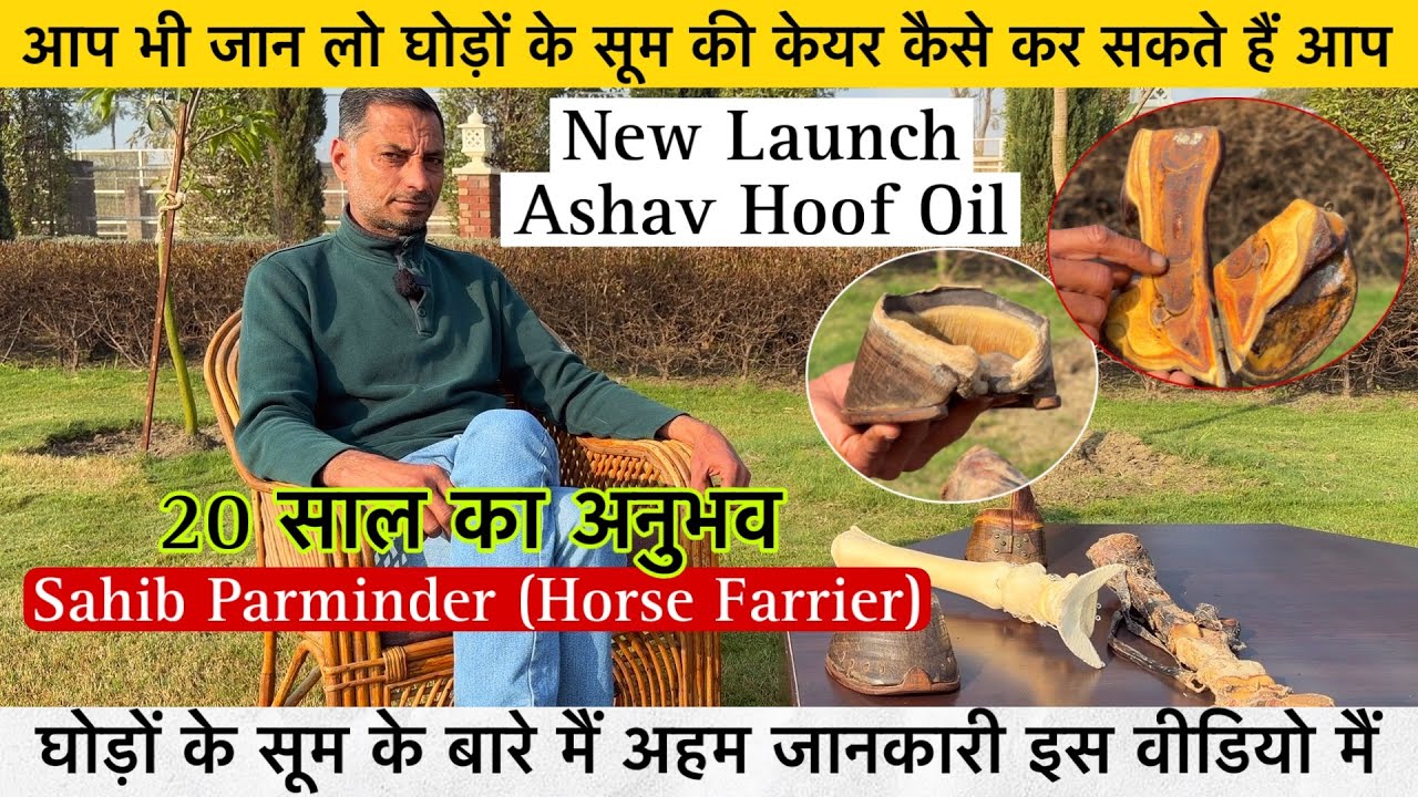 घोड़ो के सूम के बारे मैं अहम जानकारी लो जी घोड़ा पालको के लिए Ashav Feed ने लांच किया Hoof Oil !