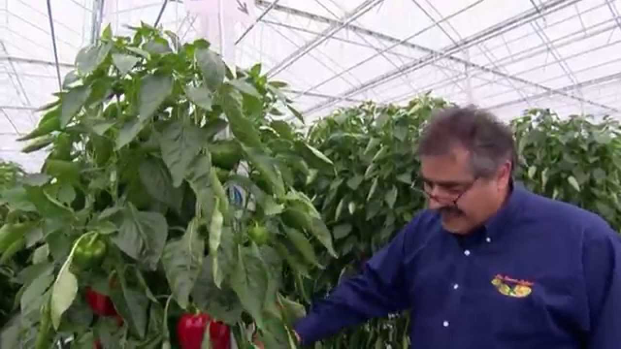 Par dessus le marché! Les Poivrons VÔG! Serres Lefort